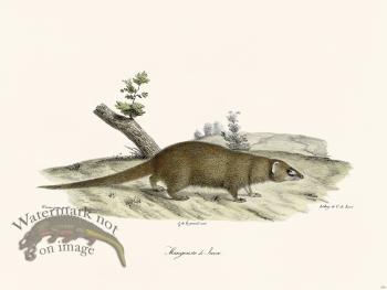 Cuvier 216 Mongoose of Java